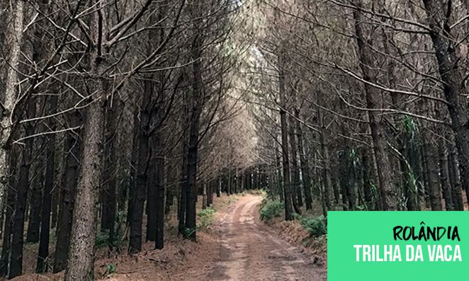 Trilha de ciclismo cercado de árvores