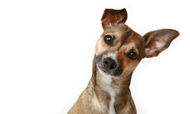 Cachorro com as orelhas atentas