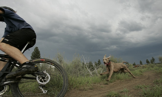 Cachorro grande correndo atrás do ciclista