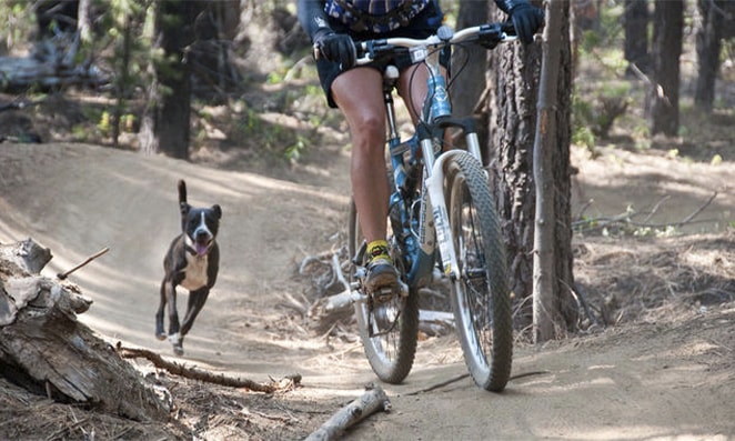 Cachorro correndo atras de ciclista em uma trilha